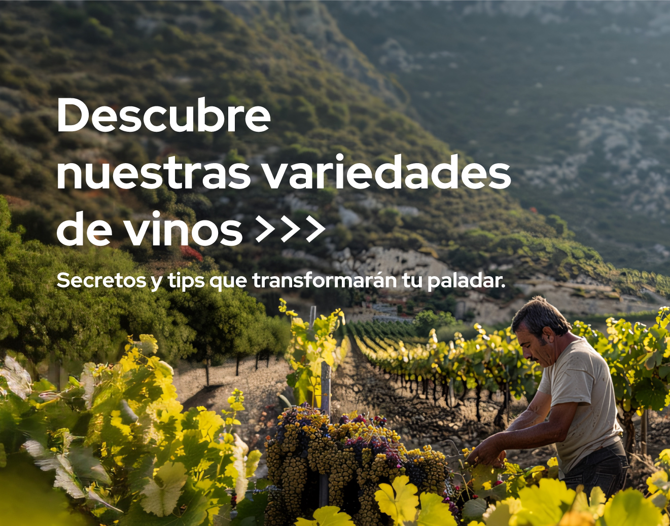 La guía definitiva para clasificar el vino